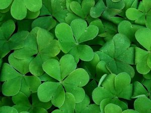 shamrock